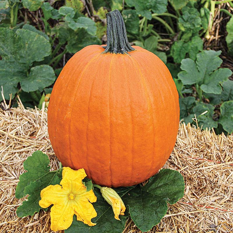 Pumpkin Apollo F1 Seed