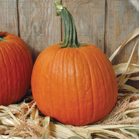 Pumpkin Apollo F1 Seed