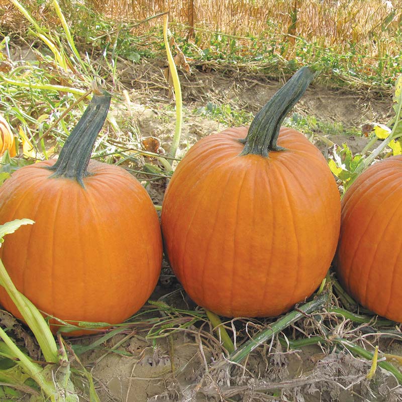 Pumpkin Apollo F1 Seed