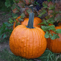 Pumpkin Rhea F1 Seed