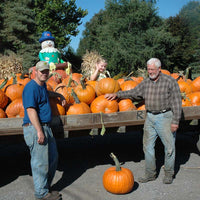 Pumpkin Rhea F1 Seed