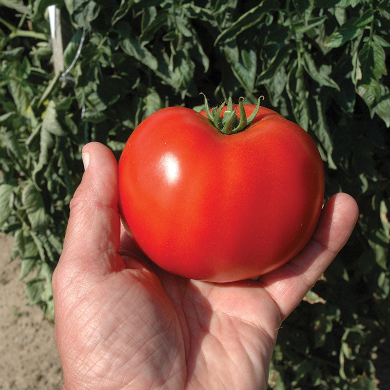 Tomato Mountain Merit F1 Seed