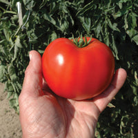 Tomato Mountain Merit F1 Seed