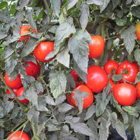 Tomato Mountain Merit F1 Seed