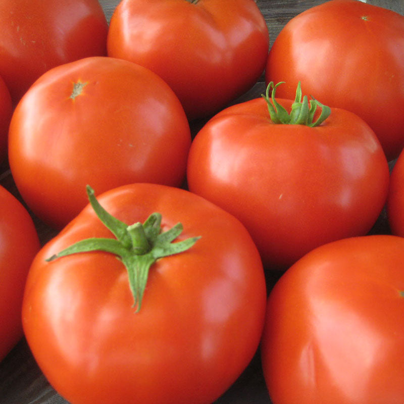 Tomato Mountain Merit F1 Seed