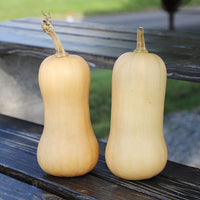 Squash Butterfly F1 Seed