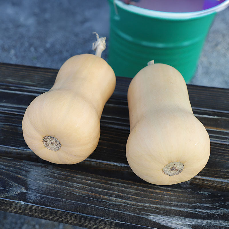 Squash Butterfly F1 Seed