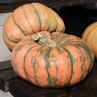 Squash Speckled Hound F1 Seed