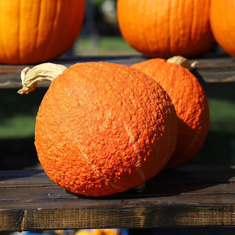 Squash Red Warty Thing Seed