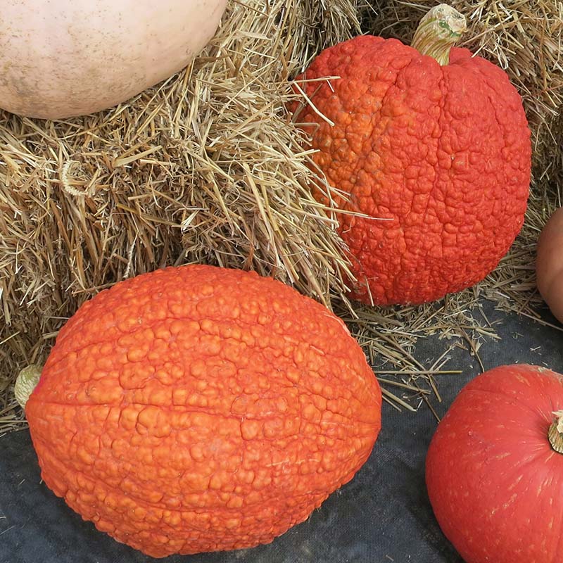 Squash Red Warty Thing Seed