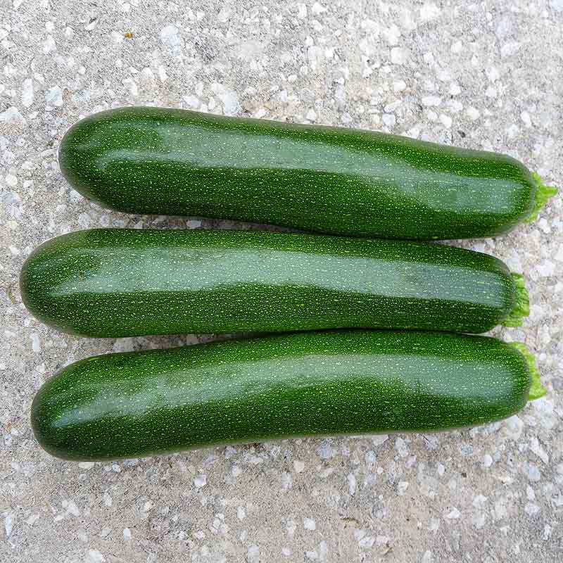 Squash Reward F1 Seed