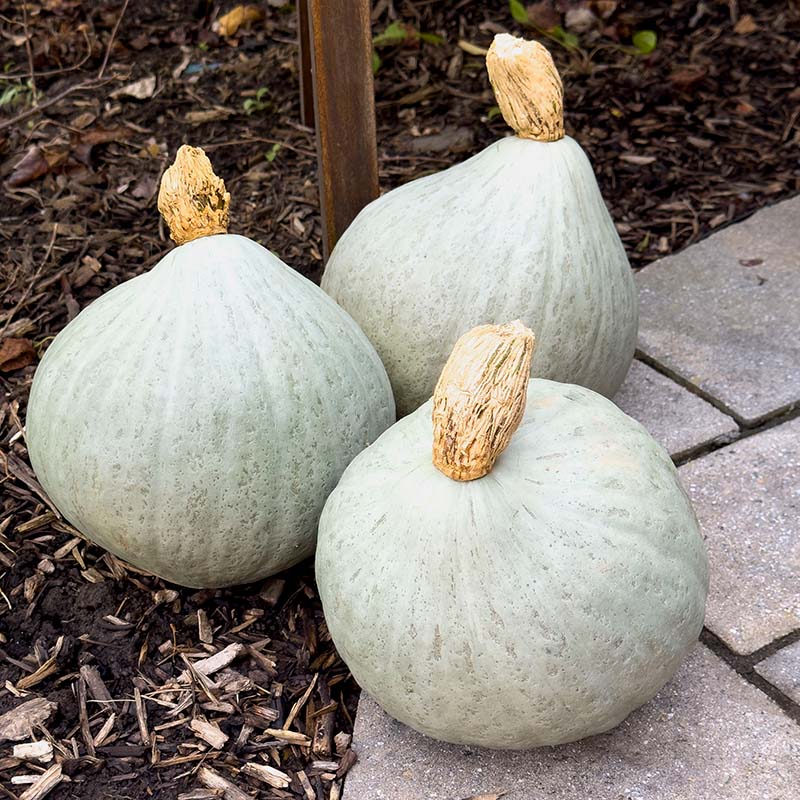 Squash Blue Magic F1 Seed