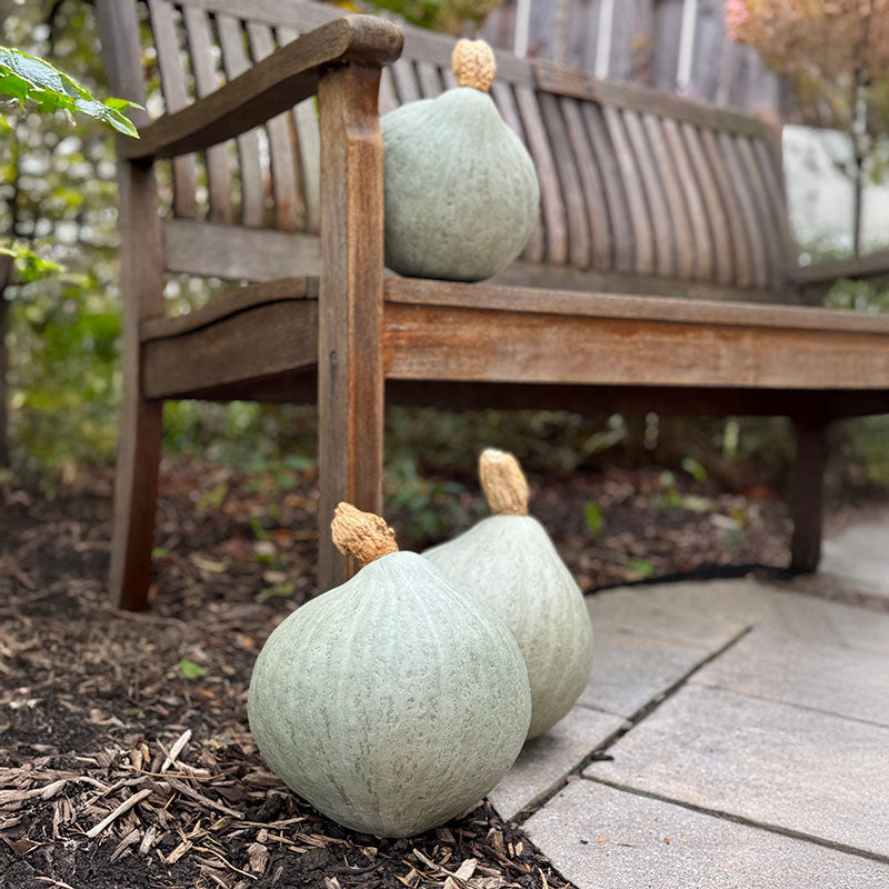 Squash Blue Magic F1 Seed