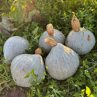 Squash Blue Magic F1 Seed