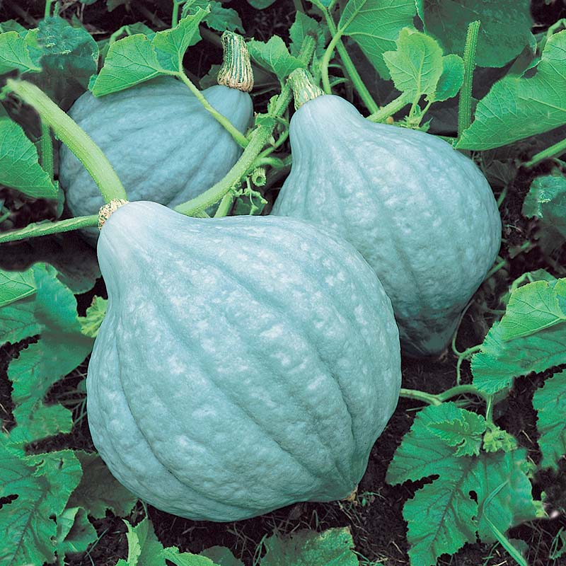 Squash Blue Magic F1 Seed
