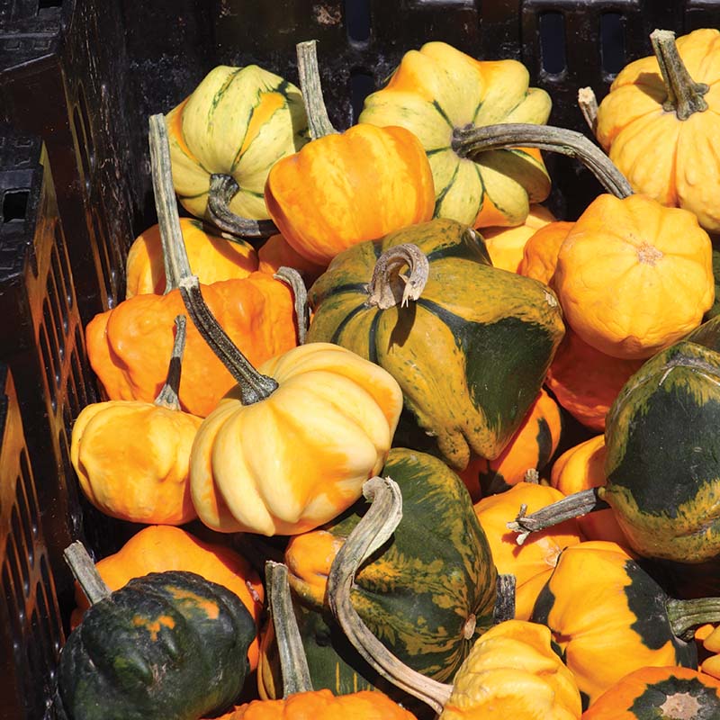 Gourd Daisy ® Seed