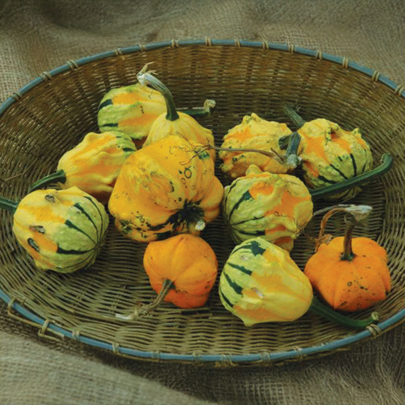 Gourd Daisy ® Seed