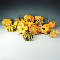 Gourd Daisy ® Seed