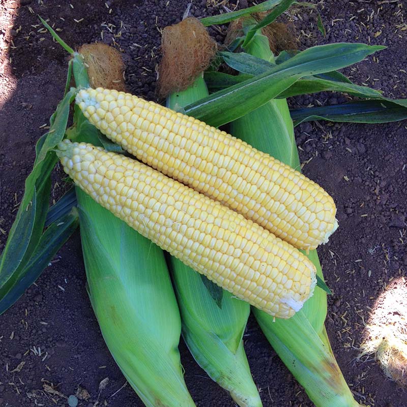 Sweet Corn Vision MXR F1 Seed
