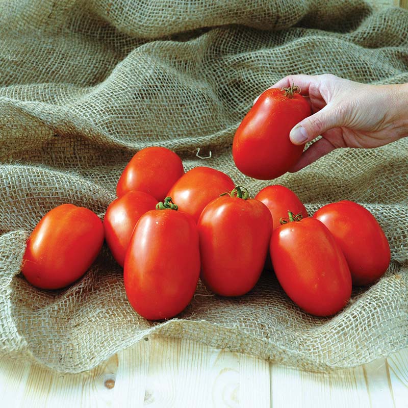 Tomato Pony Express F1 Seed