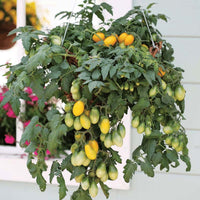 Tomato Tumbling Tom Yellow F1 Seed