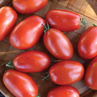 Tomato Mariana F1 Seed
