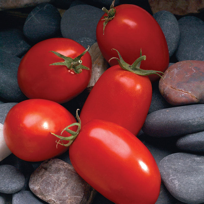 Tomato Mariana F1 Seed