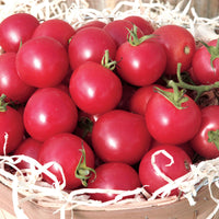 Tomato Sweet Treats F1 Seed