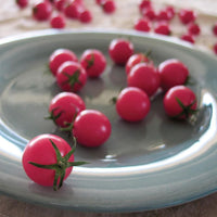 Tomato Sweet Treats F1 Seed