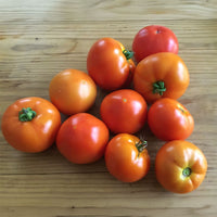 Tomato Red Deuce F1 Seed