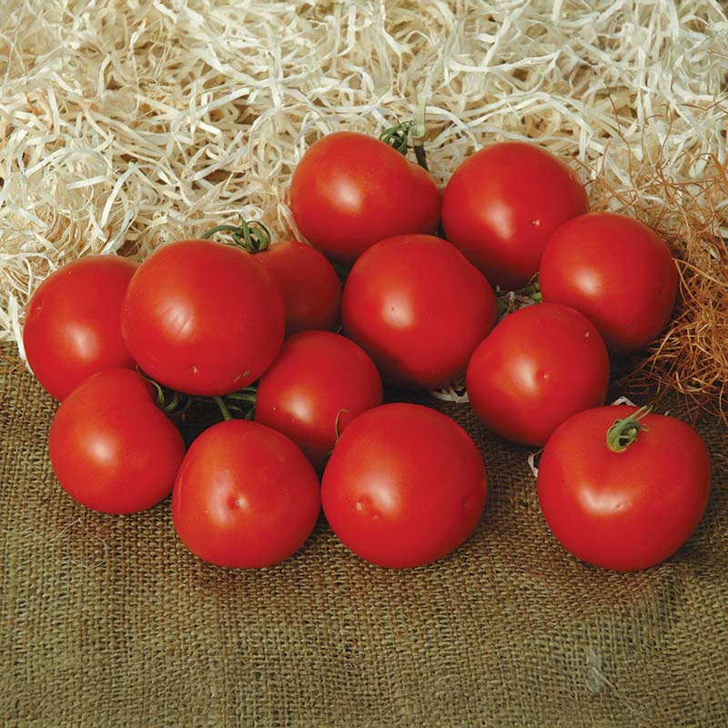Tomato Premio F1 Seed