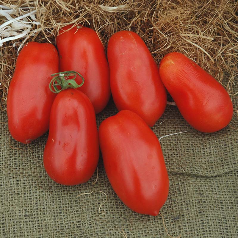 Tomato San Marzano Seed