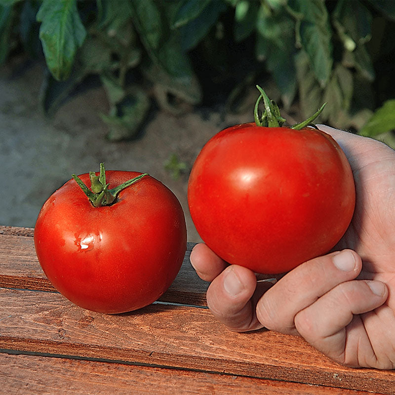 Tomato Red Bounty F1 Seed