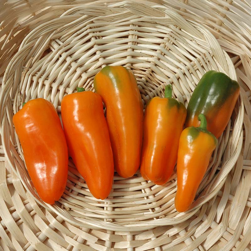 Pepper Hamik F1 Seed