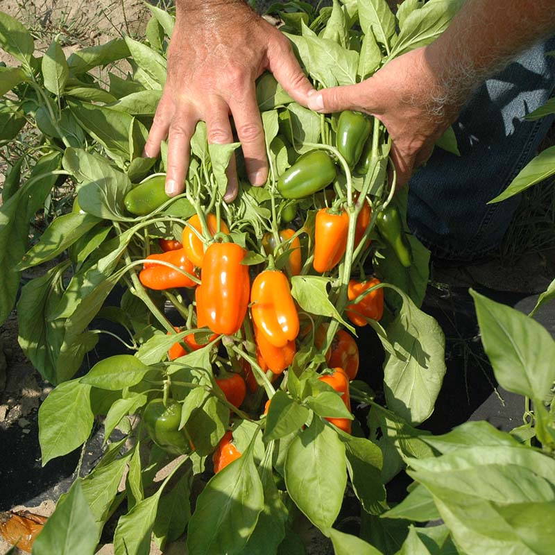 Pepper Hamik F1 Seed
