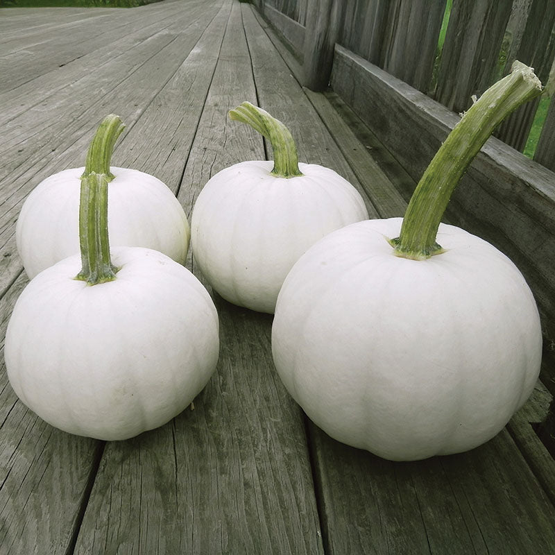 Pumpkin Blanco F1 Seed
