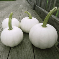 Pumpkin Blanco F1 Seed