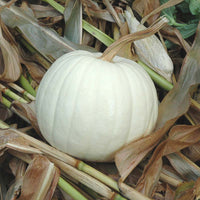 Pumpkin Blanco F1 Seed