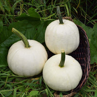 Pumpkin Blanco F1 Seed
