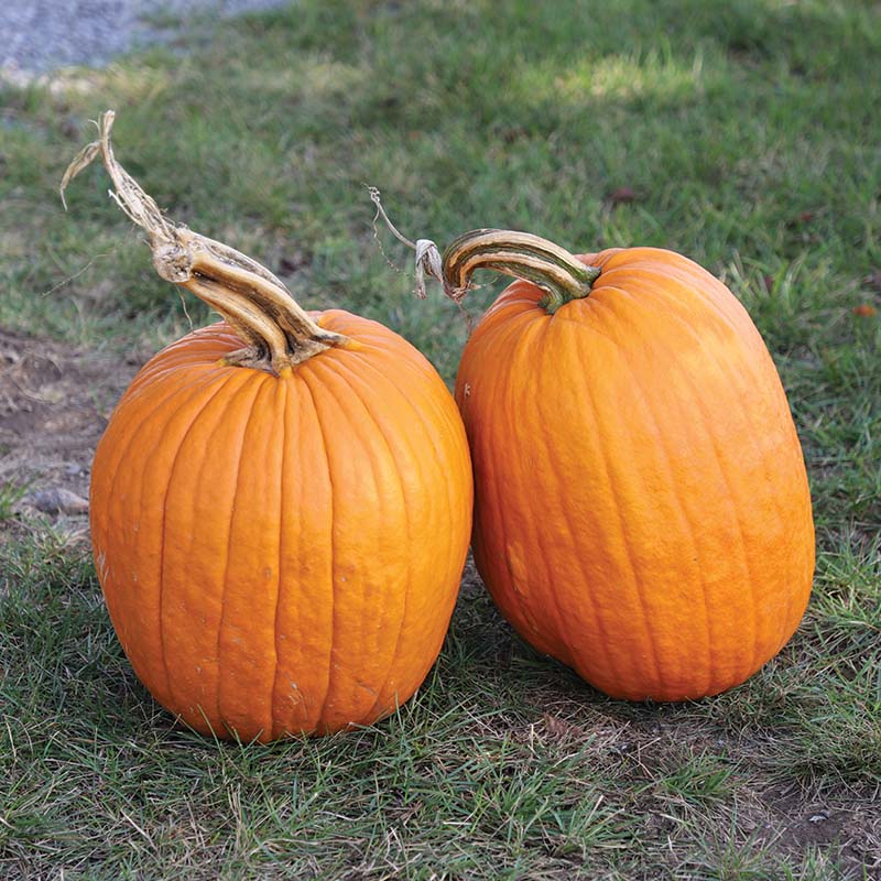 Pumpkin Early King F1 Seed