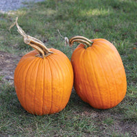 Pumpkin Early King F1 Seed