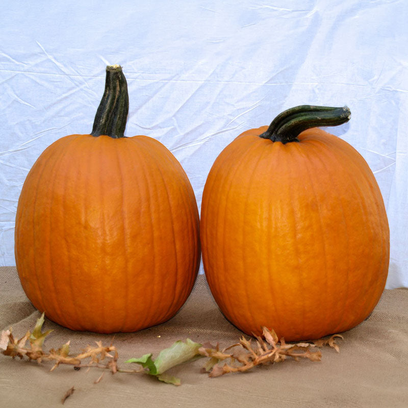 Pumpkin Early King F1 Seed