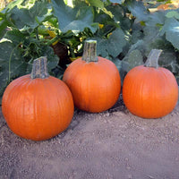 Pumpkin Early Abundance F1 Seed
