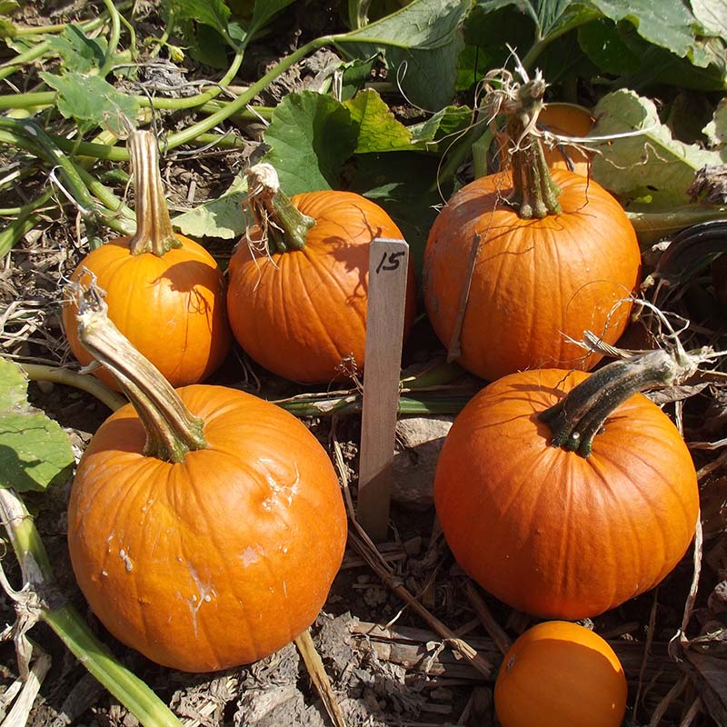 Pumpkin Early Abundance F1 Seed