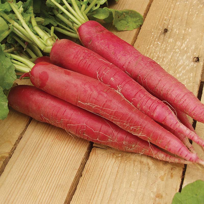 Radish Ostergrub Rosa Seed