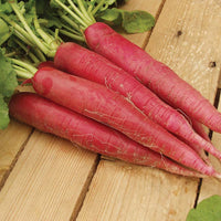 Radish Ostergrub Rosa Seed
