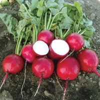 Radish Red Jewel F1 Seed