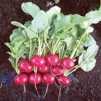 Radish Red Jewel F1 Seed