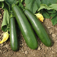 Squash Payload F1 Seed
