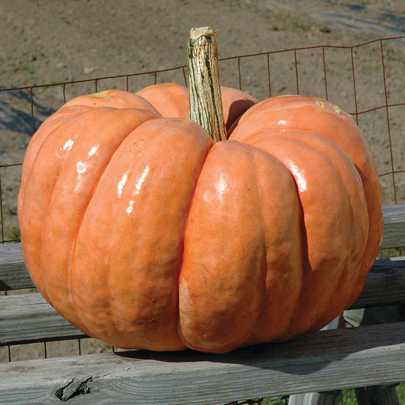Pumpkin Indian Doll F1 Seed